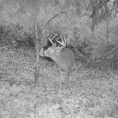 DHJ - Mock Scrape Kit 6 pcs