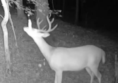 DHJ - Mock Scrape Kit 6 pcs