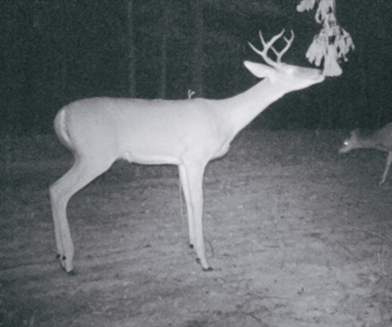 DHJ - Mock Scrape Kit 6 pcs