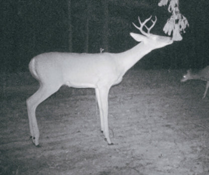 DHJ - Mock Scrape Kit 6 pcs